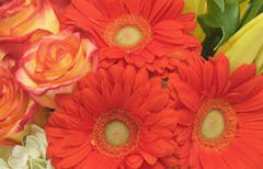 A lovely arrangement, featuring orange gerbera daisies and roses