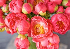 Several vibrant red peony buds; a pair are nearly open