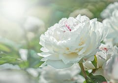 Subdued white peony blossoms against a soft, faded source of light