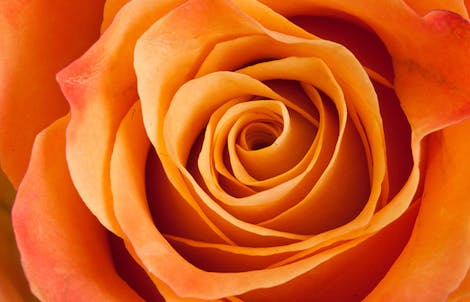Close-up photograph of a rose representing fascination