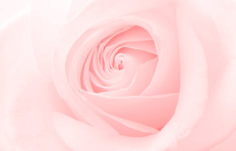 Close-up photograph of a rose representing grace & joy