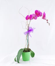 Desktop Orchid