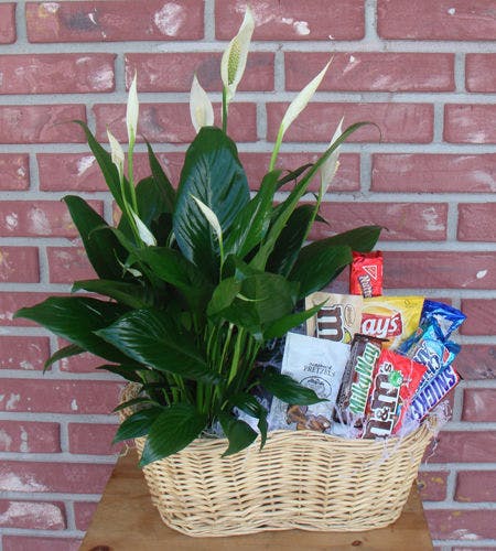 Plant & Snack Basket Hollywood FL Gift Delivery