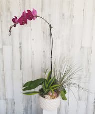 Orchid w/Air Plants