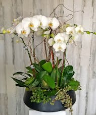 Lux Orchid Succulent Garden