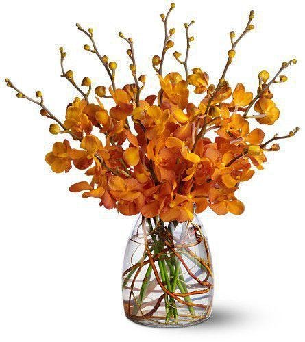 Orchid Embers Hollywood (FL) Flower Delivery by Al's Florist