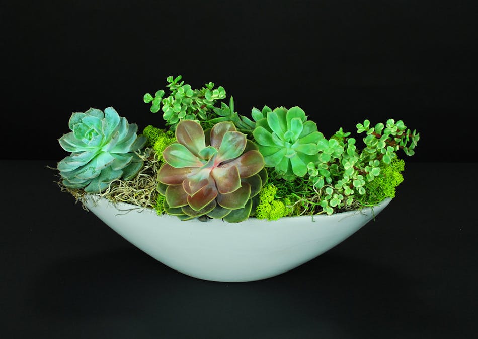 Living garden art created with a variety of these beautiful, versatile . and exotic succulents plants.