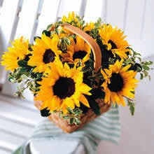Basket of Sunflowers Hollywood FL Sunflower Delivery