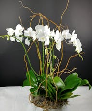 Modern Orchid Garden
