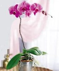 Exotic Phalaenopsis Orchid Plant