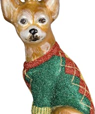 Diva dog Chihuahua Argyle