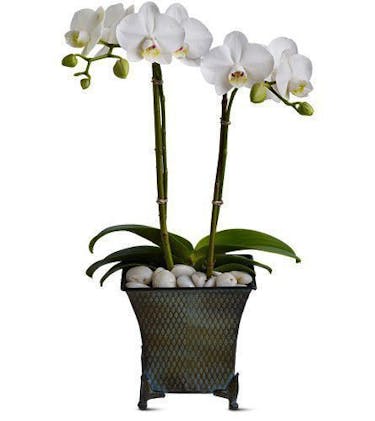 Dulce Duet Hollywood Fl Orchid Delivery