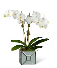 Elegant Impressions™ Luxury Orchid