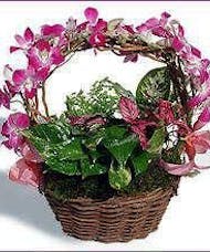 Dish Garden with Orchid Handle