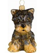 Joy to the World Yorkshire Terrier Puppy