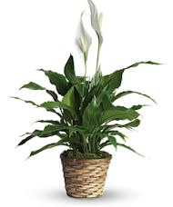 Plant-Blooming Peace Lily
