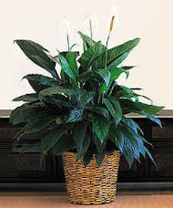 Spath (Peace Lily) Plant
