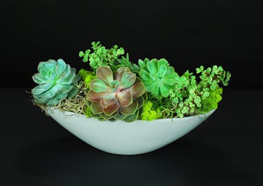 Sensational Succulents Delivery South Florida Al S Florist