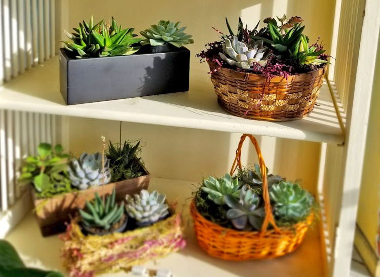 A sunny shelf featuring succulents in a variety of gift basket arrangements